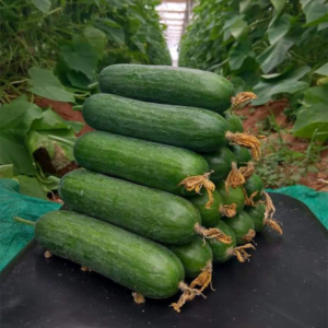 Cucumber